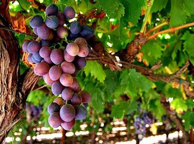 cluster of grapes