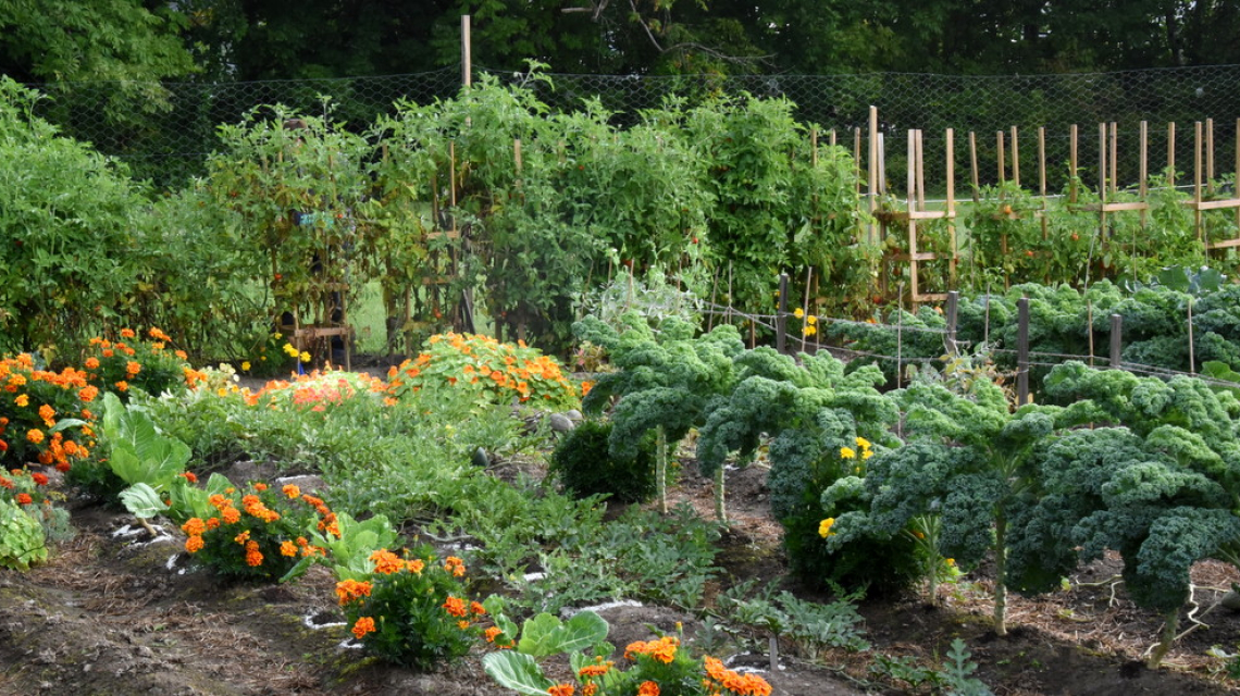 Carrots, corn, and caring