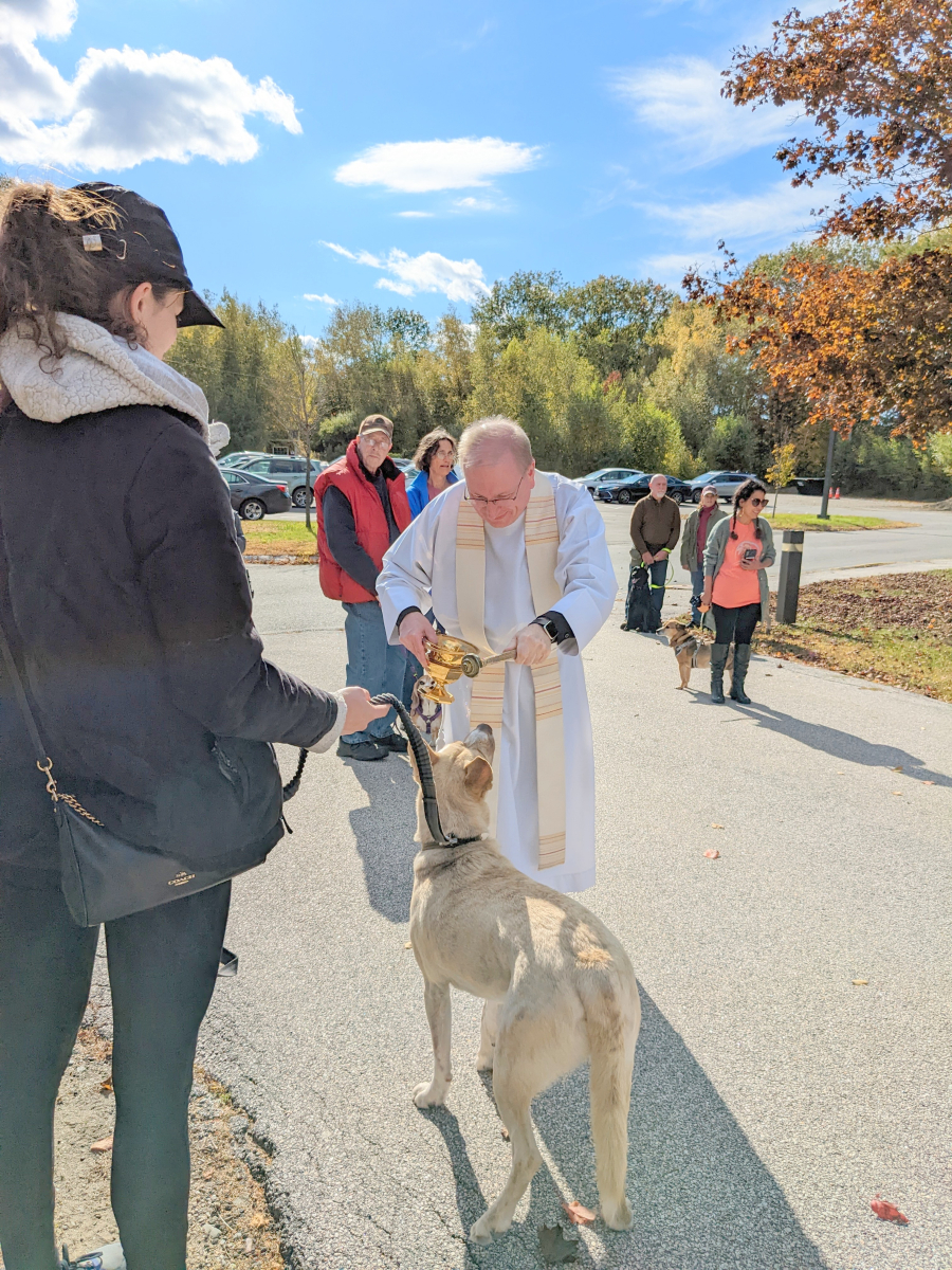 Blessing of the Animals in Bangor 