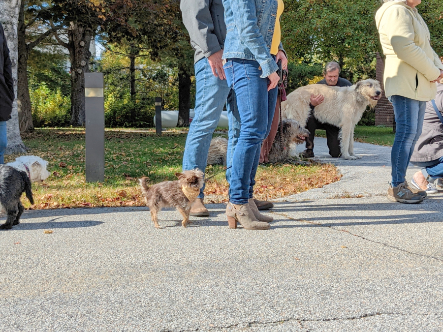 Blessing of the Animals in Bangor 