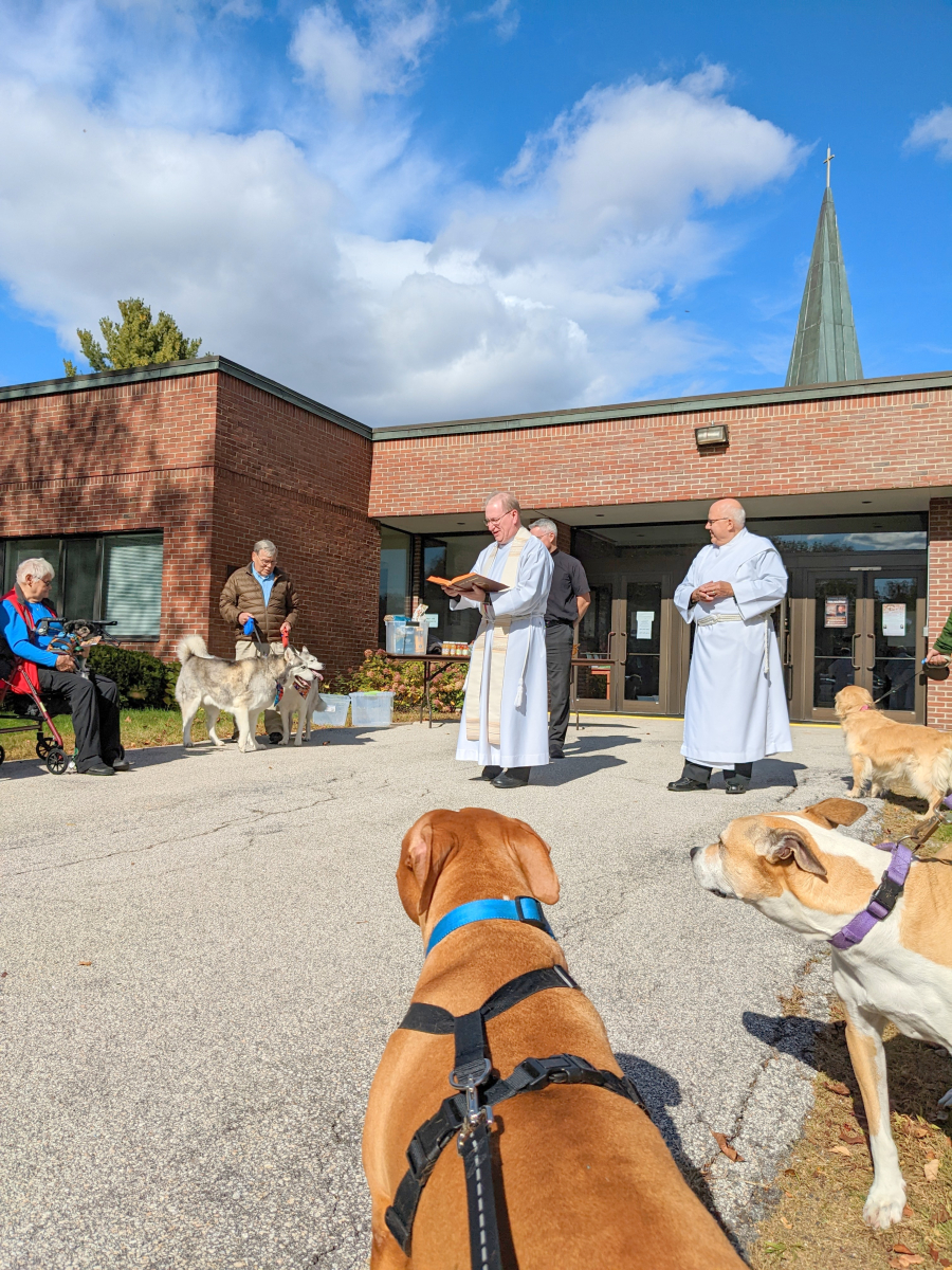 Blessing of the Animals in Bangor 