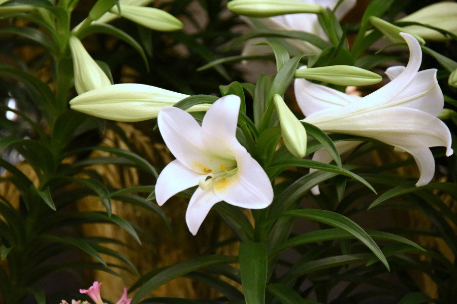 Lillies