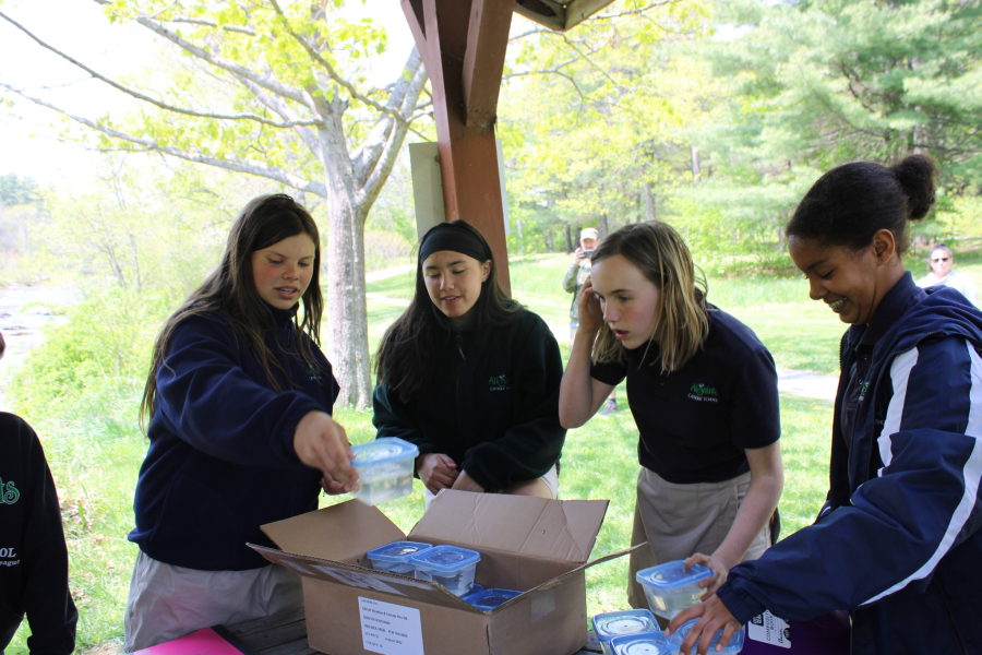 Atlantic Salmon Release Project at All Saints Catholic School in Bangor 