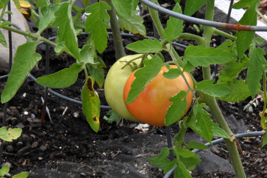 Tomato ripening