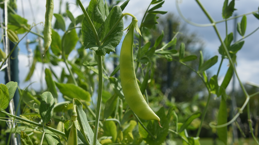 Snap pea