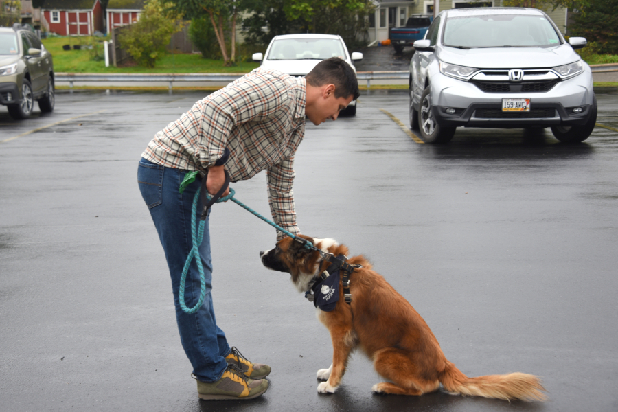 Petting a dog