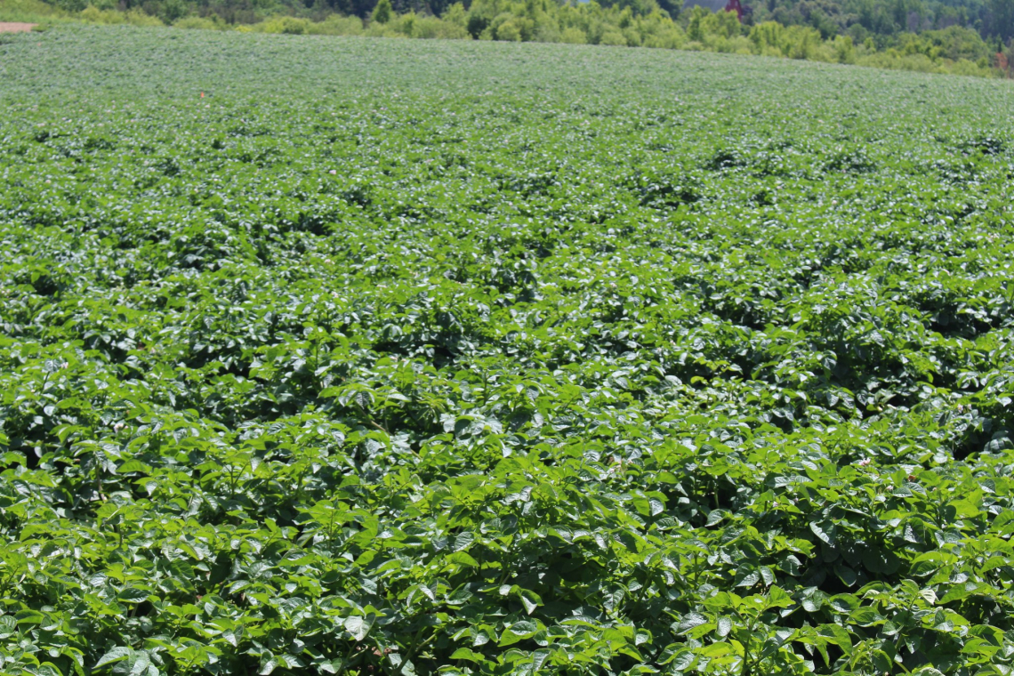 Potato Farm